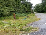 Storm damage fallen trees